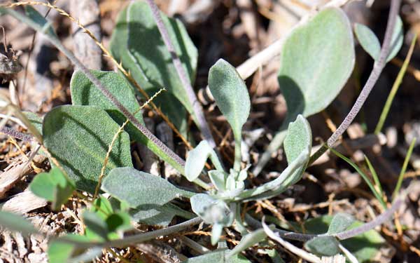 Lesquerella purpurea, Purple Bladderpod, Southwest Desert Flora